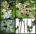 Blackberry Cane Cuttings - 5 Organic Thorned Rubus Fruticosus Propagation Cuttings for Permaculture & Backyard Gardening