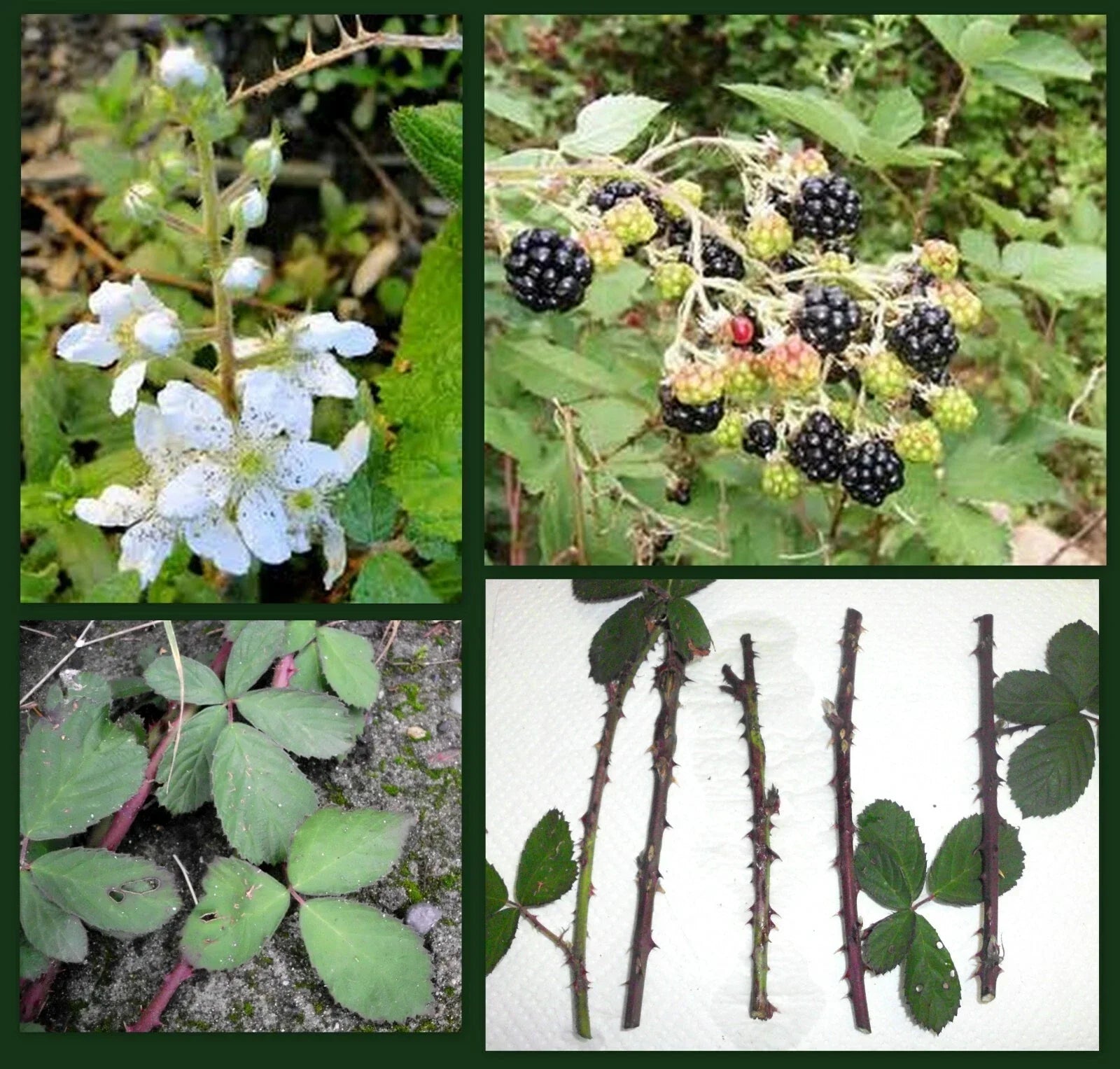 Blackberry Cane Cuttings - 5 Organic Thorned Rubus Fruticosus Propagation Cuttings for Permaculture & Backyard Gardening