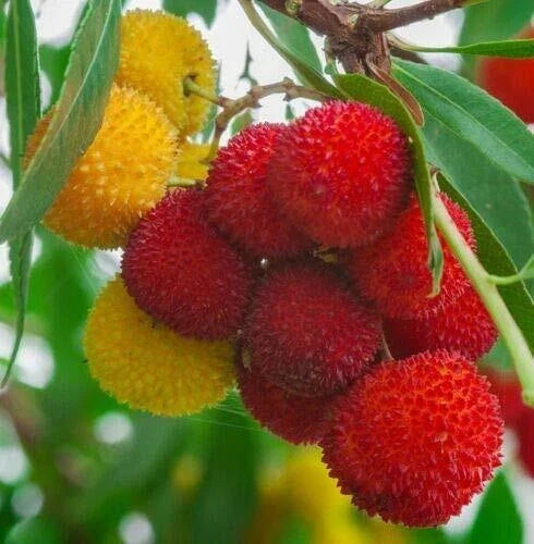 Strawberry Tree Seeds, Arbutus Unedo, Exotic Fruit, Flowering Plant, Rare Evergreen Seed Pack
