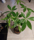 Money Tree Live Plant in 6” Pot, Pachira aquatica, Indoor Houseplant for Feng Shui, Good Luck, Green Foliage