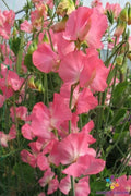 Mammoth Cream Pink Sweet Pea Seeds - Climbing Vine, Fragrant Flowers, Lathyrus odoratus, Garden Flower Seeds, 50+ Seeds