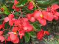Dragon Wing Begonia Seeds - Indoor/Outdoor Garden Planting - Begonia x benigoensis, Vibrant Foliage & Flowers, Perennial