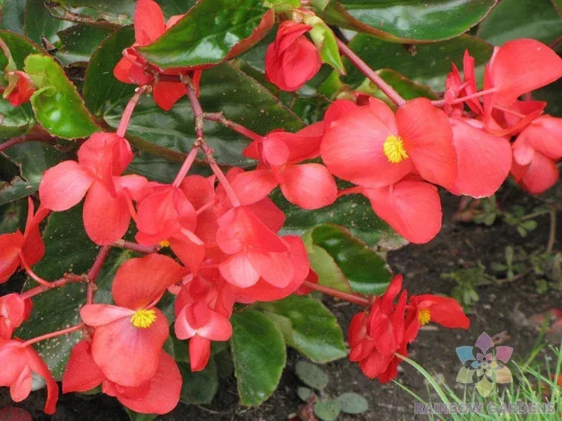 Dragon Wing Begonia Seeds - Indoor/Outdoor Garden Planting - Begonia x benigoensis, Vibrant Foliage & Flowers, Perennial