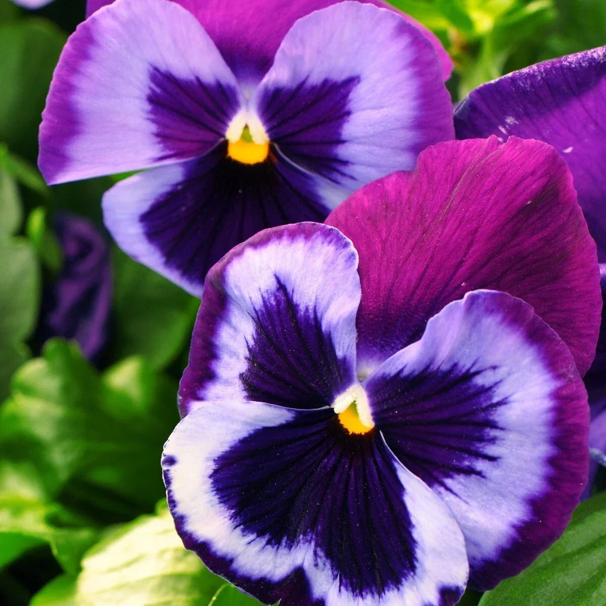 Pansy Seeds - 50 Viola wittrockiana Blue Jeans Flower Seeds - Large Blue Blooms for Garden Beds & Containers