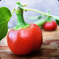 Large Red Cherry Hot Pepper Seeds - Spicy Capsicum annuum for Garden or Container Growth, 3,000-5,000 Scoville