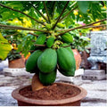 Dwarf Papaya Tree Start - Live 12" Carica papaya Tropical Fruit Plant for Indoor/Outdoor Gardening
