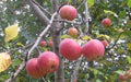 Malus sieversii Crabapple Seeds - 25+ Pack for Planting, Fruit-Bearing Tree, Heirloom Variety, USA Grown