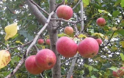 Malus sieversii Crabapple Seeds - 25+ Pack for Planting, Fruit-Bearing Tree, Heirloom Variety, USA Grown