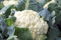 Cauliflower Seeds Snowball Y Improved Organic Non-GMO Self-Blanching Cruciferous Vegetable Seeds
