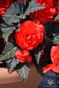 Mocca Cherry Begonia Seeds – 25+ Pack for Garden & Indoor Planting – Begonia x semperflorens-cultorum, Vibrant Cherry Blooms