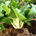 Large Bok Choy Seeds - White Stem Variety - Brassica rapa var. chinensis - Perfect for Spring & Fall Planting