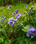 Wild Violet Plants - Bare Root Edible Perennial Ground Cover - Viola sororia, Purple Flowers, Low Maintenance