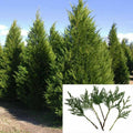 Fresh Leyland Cypress Tree Cuttings 7-8" | Fast Growing Privacy Screen | Chamaecyparis x leylandii