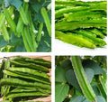 Winged Bean Seeds - 20+ Psophocarpus tetragonolobus, Climbing Vine, Edible Pods, Fast Germination, Free US Shipping