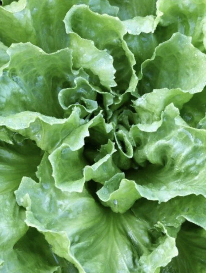 Endive Seeds 4,000 Escarole Batavian Broadleaf Cichorium endivia for Salad Greens, Home Gardening
