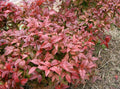 Heavenly Bamboo Seeds 20 Pack Nandina domestica for Landscaping Garden Privacy Screens Wild Bird Attractant