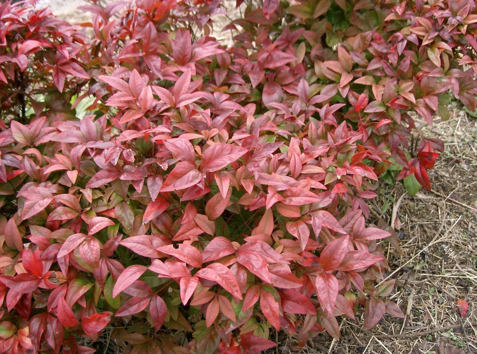 Heavenly Bamboo Seeds 20 Pack Nandina domestica for Landscaping Garden Privacy Screens Wild Bird Attractant