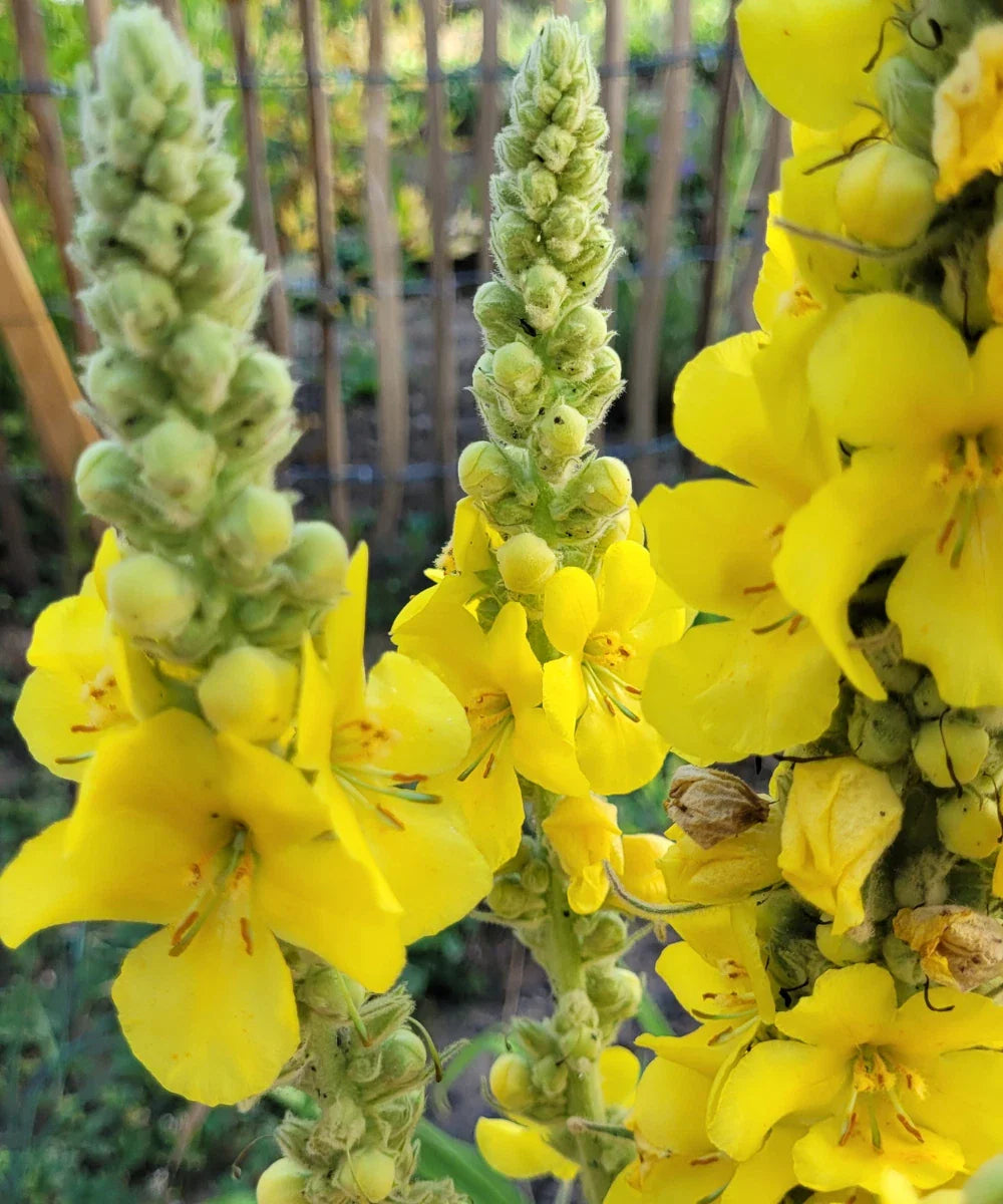 Yellow Moth Mullein Seeds - Biannual Wildflower, Verbascum blattaria, Pollinator-Friendly, Summer Blooms, Pack of 100 Seeds