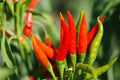 Tabasco Hot Pepper Seeds - 100 Count, Spicy Capsicum frutescens, Small Red Peppers for Home Gardening and Cooking