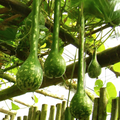 Long-Handled Dipper Gourd Seeds, Ornamental Lagenaria siceraria, Climbing Vine for Decorative & Craft Use, 20 Seeds
