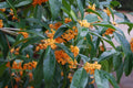 Fragrant Tea Sweet Olive Starter Plant - Osmanthus fragrans, Rooted Garden or Home Plant, Apricot Echo Variety