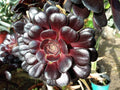 Aeonium Zwartkop Black Rose Succulent Plant 4-6 Inch Live Rooted