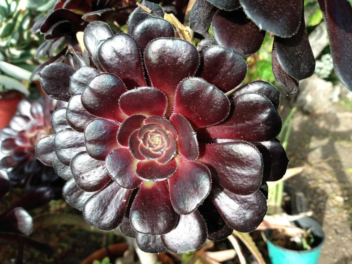 Aeonium Zwartkop Black Rose Succulent Plant 4-6 Inch Live Rooted