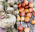 Jicama Seeds Pack of 20+ | Edible Root Vegetable | Mexican Yam Bean | Pachyrhizus erosus | Easy to Grow