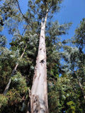 White Peppermint Eucalyptus Seeds, Perennial Flowering Tree, Eucalyptus radiata, Aromatic Leaves, Drought-Tolerant