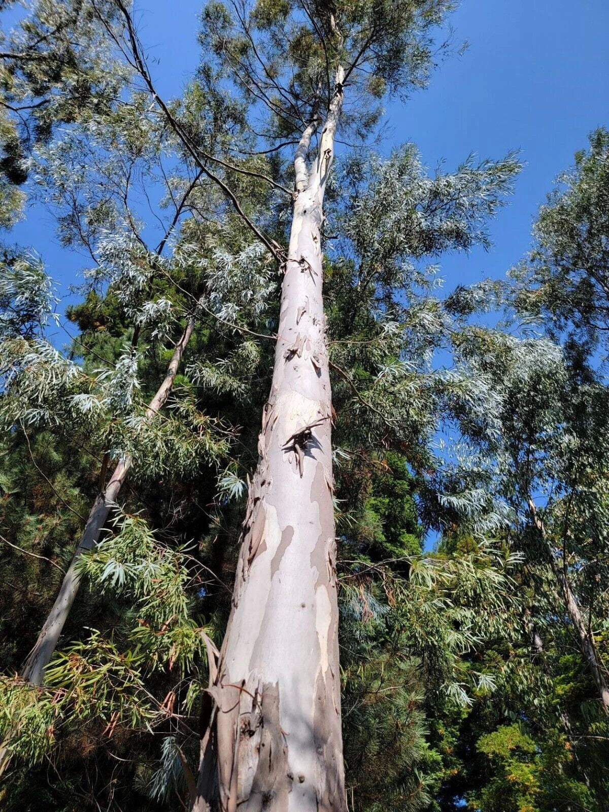 White Peppermint Eucalyptus Seeds, Perennial Flowering Tree, Eucalyptus radiata, Aromatic Leaves, Drought-Tolerant