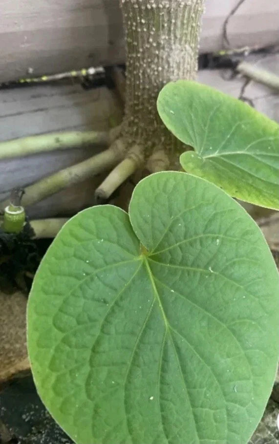 Piper Auritum Plants - 2 Root Beer Pepperleaf Herb - Aromatic Mexican Pepperleaf - Culinary Herb for Indoor Outdoor Gardens