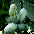 Paw Paw Fruit Tree Seeds - Stratified, Hardy Asimina Triloba, Edible Fruit, Pollinator Attractant, Garden Plant