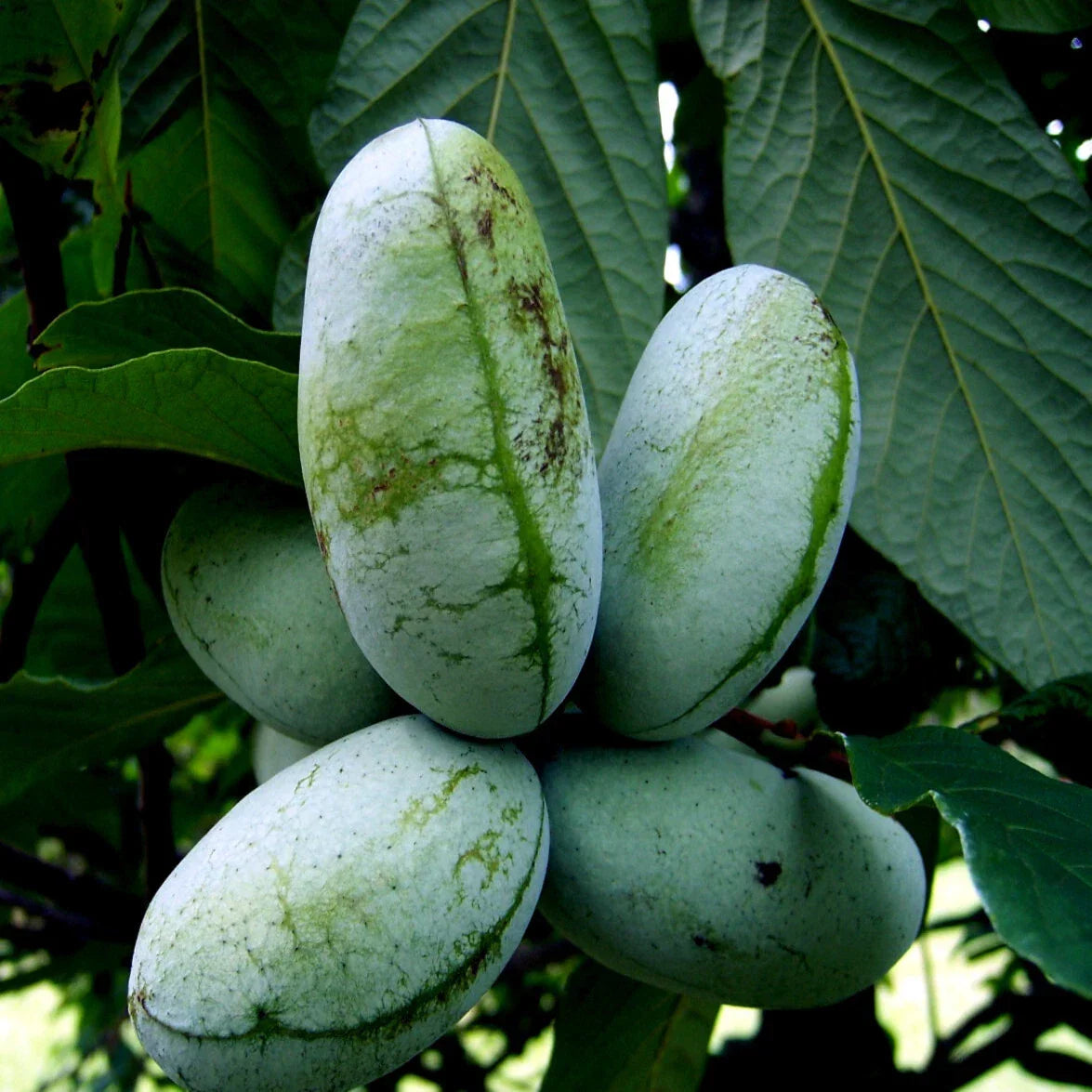 Paw Paw Fruit Tree Seeds - Stratified, Hardy Asimina Triloba, Edible Fruit, Pollinator Attractant, Garden Plant
