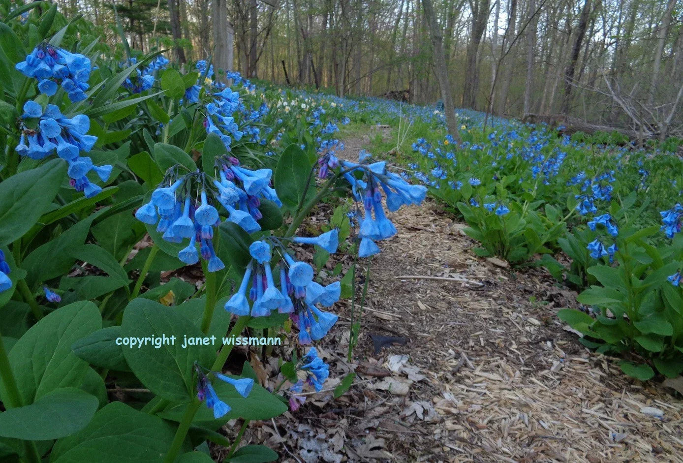Virginia Bluebells Bulbs - 10 Roots Mertensia virginica Perennial Spring Flowers for Shaded Gardens