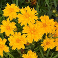Coreopsis Seeds 15 Pack - Double the Sun Bright Yellow Blooms - Coreopsis grandiflora Perennial Plant