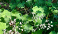 3 Ivy Geranium Cuttings Rose Red Pelargonium peltatum Live Unrooted Stems for Hanging Baskets, Garden Pots
