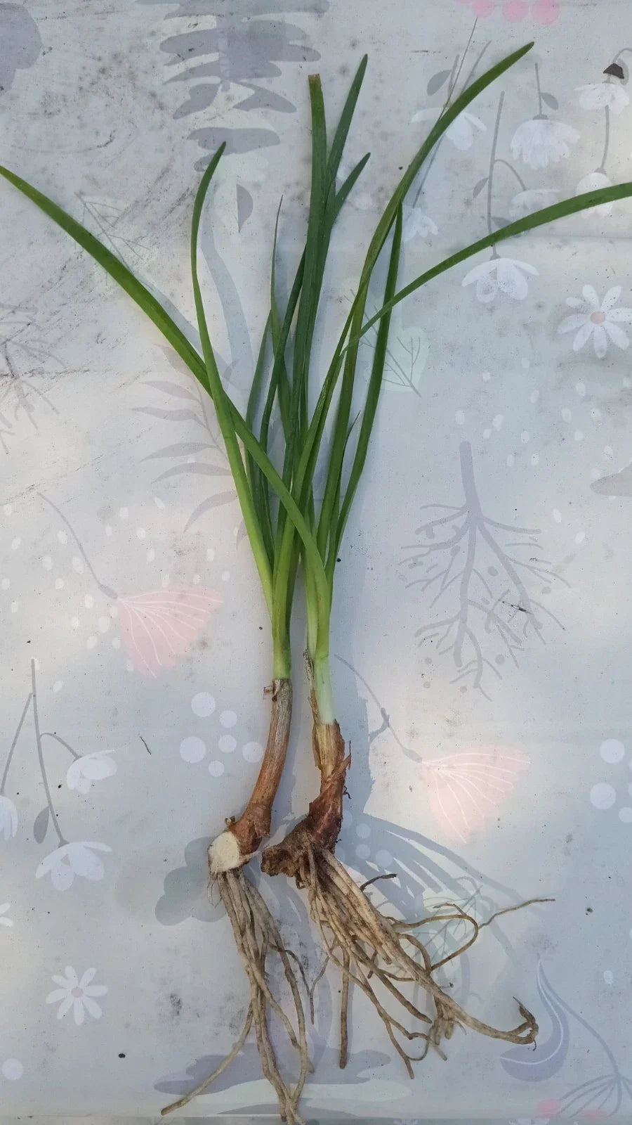 Rooted Society Garlic Plants, Tulbaghia Violacea, Fragrant Flowers, Edible Leaves, Drought-Tolerant Perennial, Garden Border