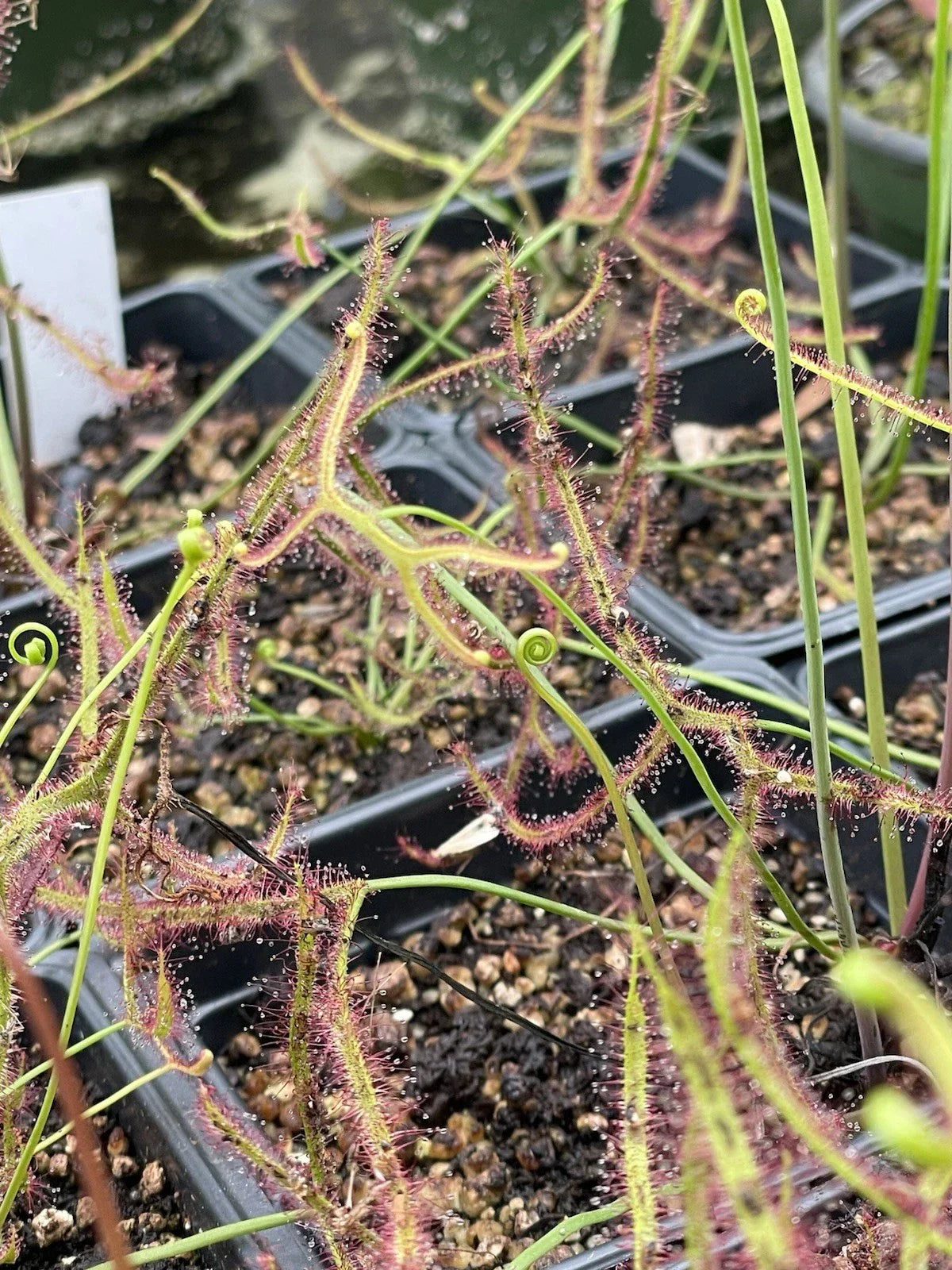Drosera Binata - Staghorn Live Bare Root Carnivorous Plant for Indoor & Outdoor Gardens