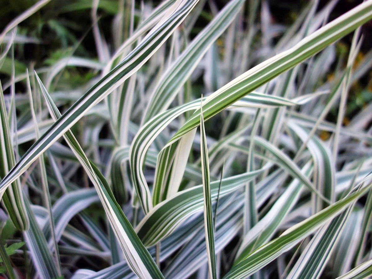 Reed Canary Grass Seeds 1,000 - Ornamental Phalaris arundinacea for Landscaping & Wetlands
