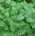 Lemon Balm Seeds 1000 Count - Medicinal Herb for Aromatherapy, Culinary & Tea - Melissa officinalis