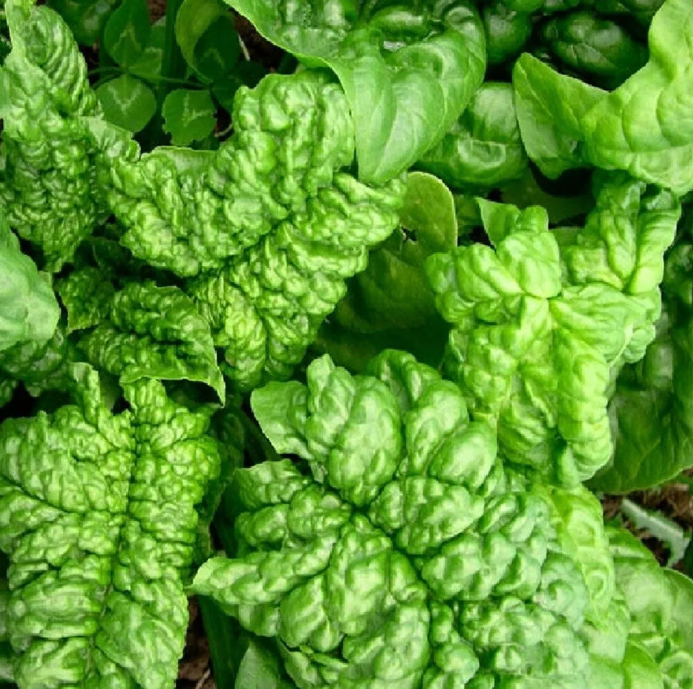 Bloomsdale Long Standing Spinach Seeds | Heirloom NON-GMO | Spinacia oleracea | Fresh Garden Seeds for Spring & Fall