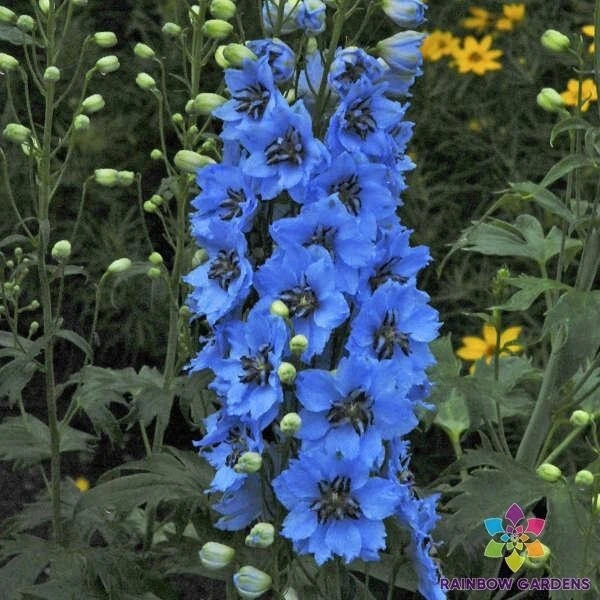 Moonlight Blues Delphinium Seeds - 200+ Blue Flower Perennial Seeds for Garden, Delphinium elatum, Full Sun, Well-Draining Soil
