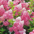 Dark Strawberry Hydrangea Seeds - Hydrangea macrophylla - Perennial Flower Seeds for Borders & Containers
