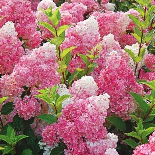 Dark Strawberry Hydrangea Seeds - Hydrangea macrophylla - Perennial Flower Seeds for Borders & Containers