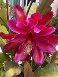 Rare Epiphyllum Fuchsia Orchid Cactus Cuttings – Unique Succulent Plant for Indoor & Outdoor Garden