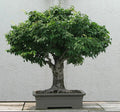 Japanese Zelkova Seeds - 30 Pack, Ornamental Tree, Drought-Resistant, Shade Tree, Zelkova serrata