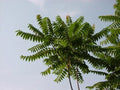 Tree of Heaven Seeds - 20 Pack, Ailanthus altissima, Fast-Growing Deciduous Tree for Bonsai & Outdoor Landscaping