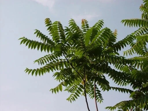 Tree of Heaven Seeds - 20 Pack, Ailanthus altissima, Fast-Growing Deciduous Tree for Bonsai & Outdoor Landscaping