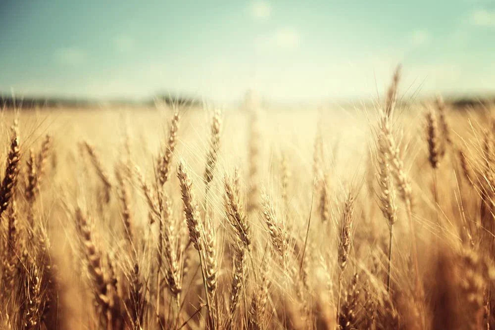 Wheat Cover Crop Seeds 2 Lbs Non-GMO Rye Food Plot Seed for Deer & Turkey - Triticum aestivum