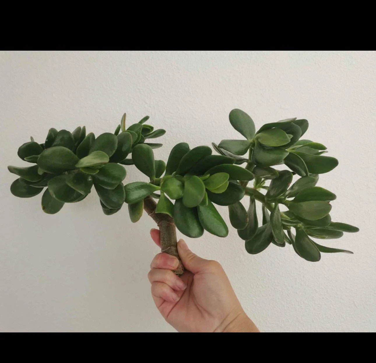 Succulent Plant Thick Cutting Jade Plant Crassula ovata - 0.75-1 Inch Diameter, Indoor Garden, Easy Care, Pet Safe, Two Pieces